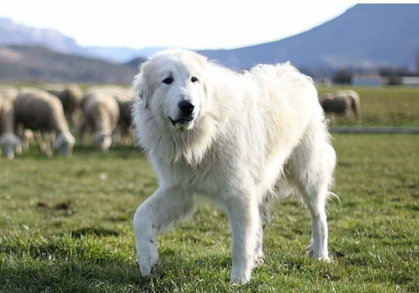 les-chiens-de-protection-des-troupeaux-en-cine-debat-1701109980